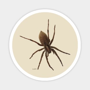 House spider Magnet